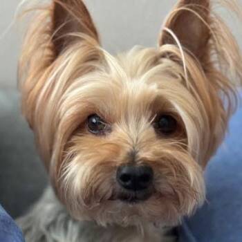 Yorkshire Terrier Dogs Available for Adoption - Brady | PetCurious