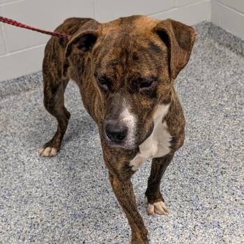 Monkey -  Mixed Breed Dog for Adoption in Greenville, South Carolina - Monkey | PetCurious