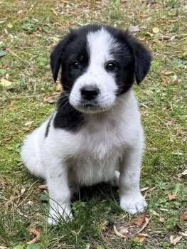 Great Pyrenees Dogs Available for Adoption in Milton, Delaware - Bosh | PetCurious