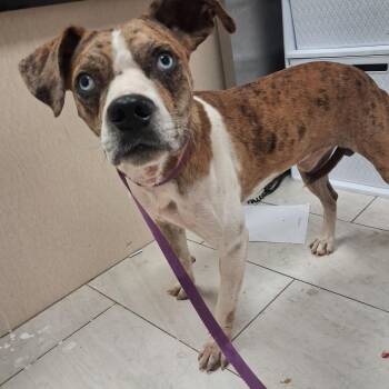 Dakota -  Mixed Breed Dog for Adoption in Lufkin, Texas - Dakota | PetCurious