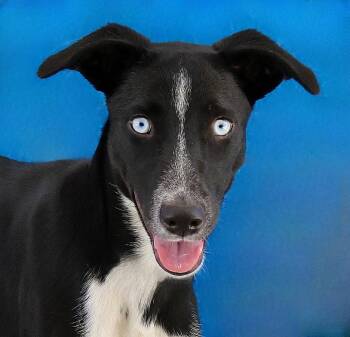 CIRCE -  Border Collie Dog for Adoption in Pasadena, California - CIRCE | PetCurious