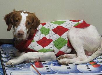 Brittany Spaniel and Basset Hound Dogs Available for Adoption - VA/Buddy | PetCurious