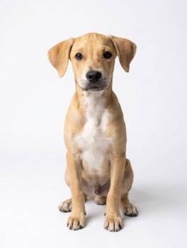 Huckleberry -  Hound and Mixed Breed Dog for Adoption in Hudson, New York - Huckleberry | PetCurious
