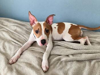 Pit Bull Terrier and Labrador Retriever Dogs Available for Adoption in Toledo, Ohio - Princess | PetCurious