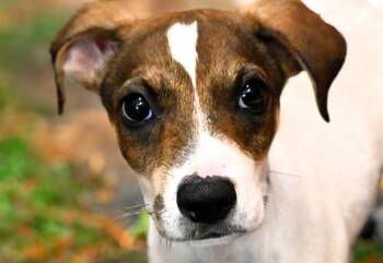 Labrador Retriever and Mixed Breed Dogs Available for Adoption in Fort Lauderdale, Florida - FRANK | PetCurious