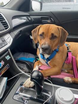 American Staffordshire Terrier Dogs Available for Adoption in Holly Springs, North Carolina - Siva | PetCurious