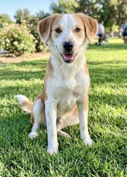 Atlas -  Brittany Spaniel Dog for Adoption in Orange, California - Atlas | PetCurious