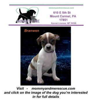 Rescue Jack Russell Terrier and Boston Terrier Dogs for Adoption in Mount Carmel, Pennsylvania - Branwen | PetCurious