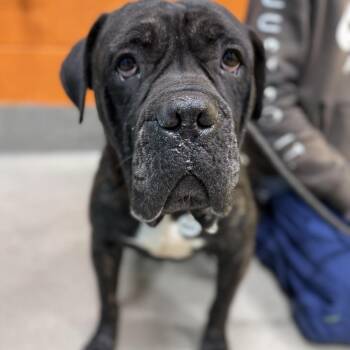 Cane Corso Dogs Available for Adoption in Manchester, Pennsylvania - Ribeye | PetCurious