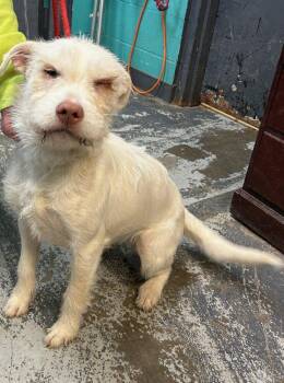 Schnauzer Dogs Available for Adoption - Iris #36 | PetCurious