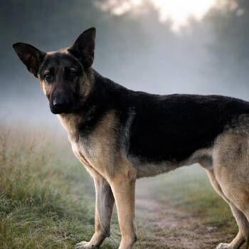 Moose -  German Shepherd Dog and Mixed Breed Dog for Adoption in Memphis, Tennessee - Moose | PetCurious