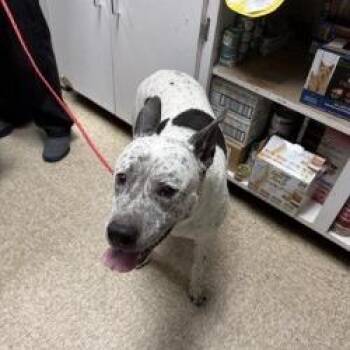 ARIEL -  Australian Cattle Dog Blue Heeler and Mixed Breed Dog Available for Adoption in Bullhead City, Arizona - ARIEL | PetCurious