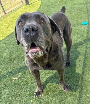 Capone -  Cane Corso Dog for Adoption in Little Elm, Texas - Capone | PetCurious
