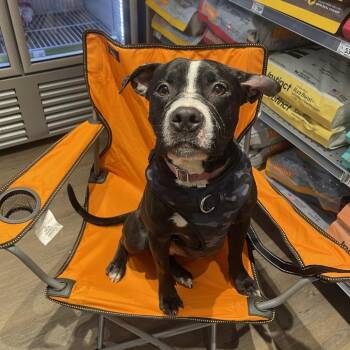 Chopper -  Pit Bull Terrier Dog for Adoption in Levittown, New York - Chopper | PetCurious