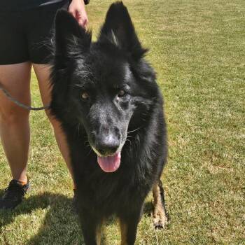 Rex 2 -  German Shepherd Dog Dog for Adoption in Tulsa, Oklahoma - Rex 2 | PetCurious