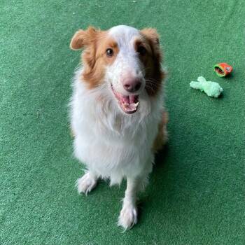 Luna -  Collie and Australian Shepherd Dog for Adoption in Roanoke, Virginia - Luna | PetCurious