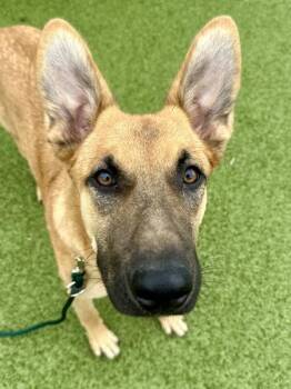 Mixed Breed Dogs Available for Adoption in Wichita, Kansas - Myah | PetCurious