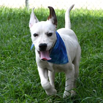 Scone -  Pit Bull Terrier and Labrador Retriever Dog for Adoption in Beaumont, Texas - Scone | PetCurious