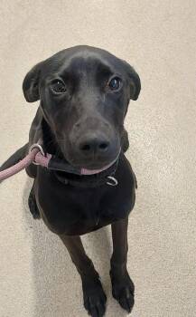Jolene -  Black Labrador Retriever Dog for Adoption in Aurora, Illinois - Jolene | PetCurious