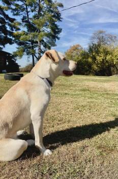 Loki (Courtesy Post) -  Labrador Retriever and Pit Bull Terrier Dog for Adoption - Loki (Courtesy Post) | PetCurious