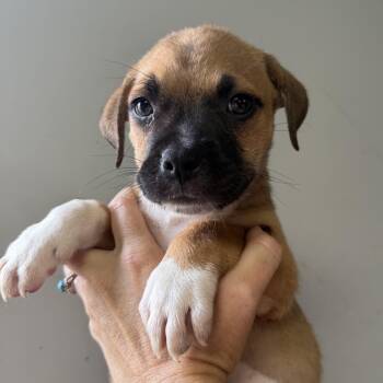 Stuffed Mini Bagel -  Mixed Breed Dog for Adoption in Columbia, South Carolina - Stuffed Mini Bagel | PetCurious