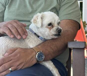 Shih Tzu and Maltese Dogs Available for Adoption in Bonita, California - Maxwell | PetCurious