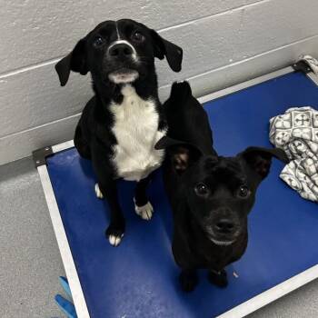 Springer -  Feist Dog for Adoption in Spruce Pine, North Carolina - Springer | PetCurious