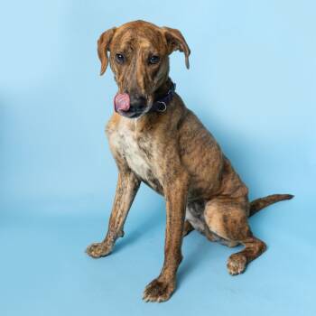 Rescue Mixed Breed Dogs for Adoption in Lake Jackson, Texas - Drew | PetCurious