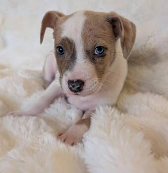 Australian Cattle Dog Blue Heeler Dogs Available for Adoption in Brooklyn Center, Minnesota - Nessa * | PetCurious