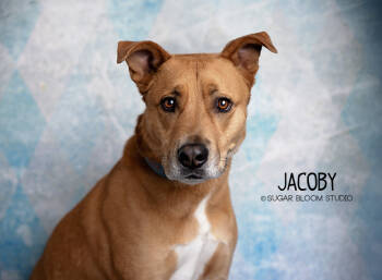 Rescue Labrador Retriever Dogs for Adoption in Highlands Ranch, Colorado - Jacoby | PetCurious