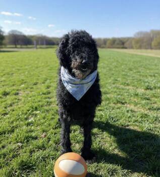 Nala -  Standard Poodle Dog for Adoption in Westwood, New Jersey - Nala | PetCurious