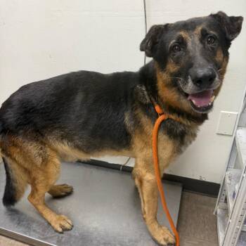 Tony -  German Shepherd Dog Dog for Adoption in Birmingham, Alabama - Tony | PetCurious