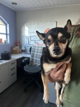 Rescue Chihuahua Dogs for Adoption in Rancho Cucamonga, California - BEAR | PetCurious
