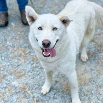 Carissa -  Husky and Mixed Breed Dog for Adoption in Washington, District Of Columbia - Carissa | PetCurious