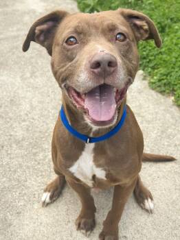 Benny -  Labrador Retriever and Pit Bull Terrier Dog for Adoption in Anderson, Indiana - Benny | PetCurious