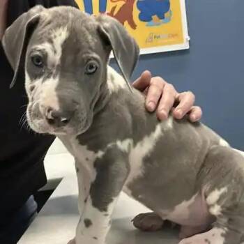 Great Dane Dogs Available for Adoption - Sterling | PetCurious