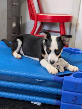 Rainbow - sister to Panda -  Border Collie Dog for Adoption in Horn Lake, Mississippi - Rainbow - Sister To Panda | PetCurious