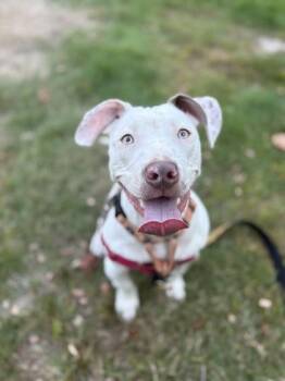 Rescue Mixed Breed Dogs for Adoption in Gloucester, Massachusetts - Anita Collar | PetCurious