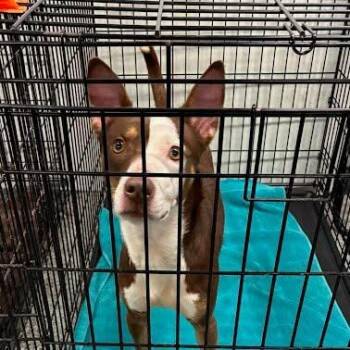 Roger -  Mixed Breed Dog for Adoption in Jeffersonville, Indiana - Roger | PetCurious