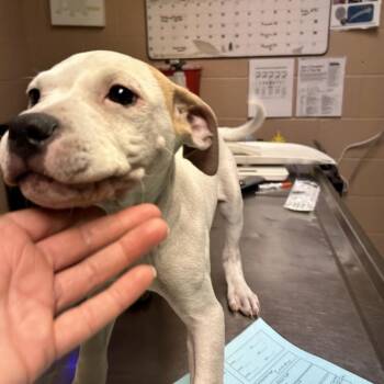 Kathryn Janeway -  Pit Bull Terrier Dog for Adoption in Newport, North Carolina - Kathryn Janeway | PetCurious