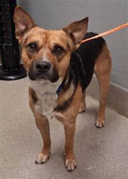 GRAPE APE -  German Shepherd Dog and Mixed Breed Dog for Adoption in Las Vegas, Nevada - GRAPE APE | PetCurious