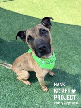 Mixed Breed Dogs Available for Adoption in Kansas City, Missouri - Hank | PetCurious