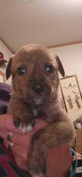 Shepherd and Mixed Breed Dogs Available for Adoption in Morton Grove, Illinois - Jarred | PetCurious