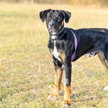 Rescue Labrador Retriever and Mixed Breed Dogs for Adoption in St. Louis, Missouri - FRENCH FRY | PetCurious