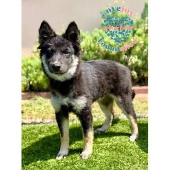 Emilia -  Shepherd and Border Collie Dog for Adoption in Inglewood, California - Emilia | PetCurious