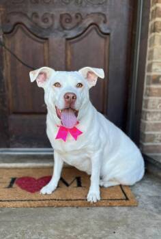 Shepherd Dogs Available for Adoption - Lola | PetCurious