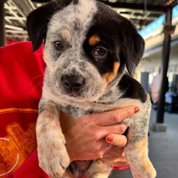 Rescue Australian Cattle Dog Blue Heeler and Border Collie Dogs for Adoption in Kansas City, Missouri - Hollywood | PetCurious