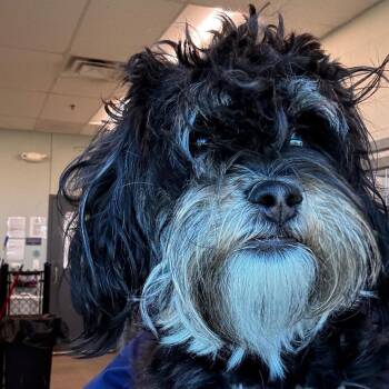 Mixed Breed Dogs Available for Adoption in Matteson, Illinois - Indi | PetCurious
