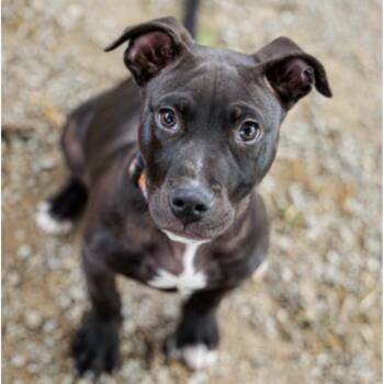 Pit Bull Terrier and Mixed Breed Dogs Available for Adoption in Springboro, Ohio - Totoro | PetCurious