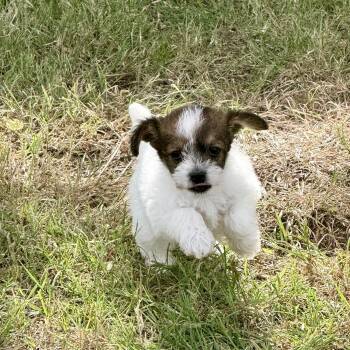 Chihuahua Dogs Available for Adoption in Fort Worth, Texas - Derby | PetCurious